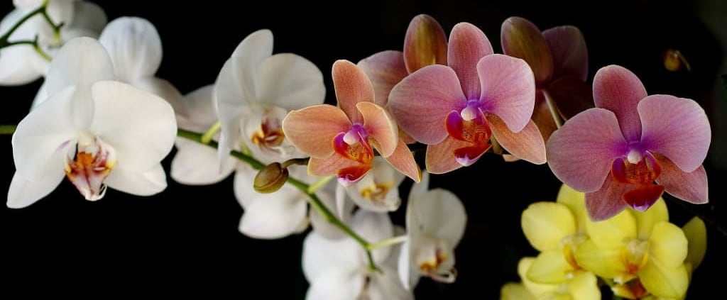 Cómo cuidar orquídeas