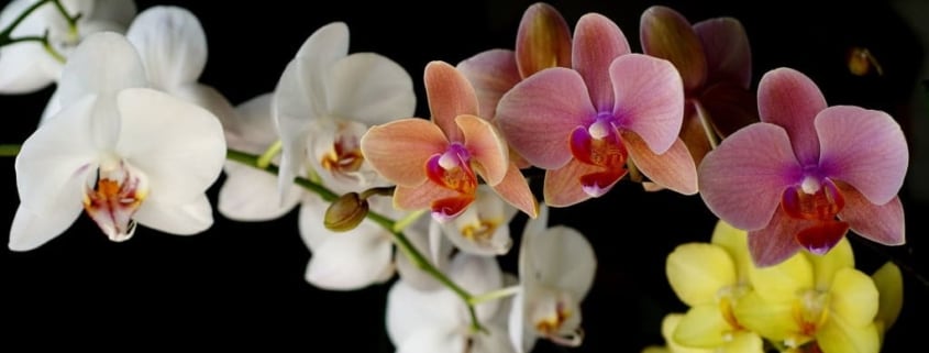 Cómo cuidar orquídeas