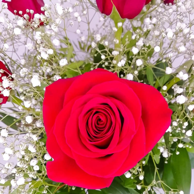 Ramo 6 rosas rojas y osito amor Amoroso