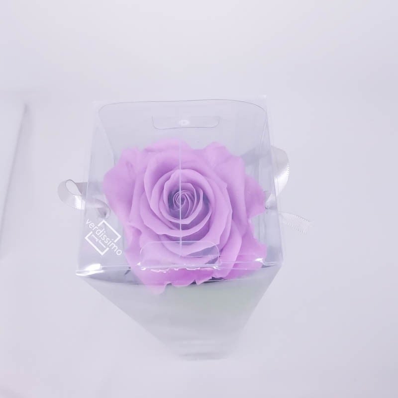 Rosa eterna violeta
