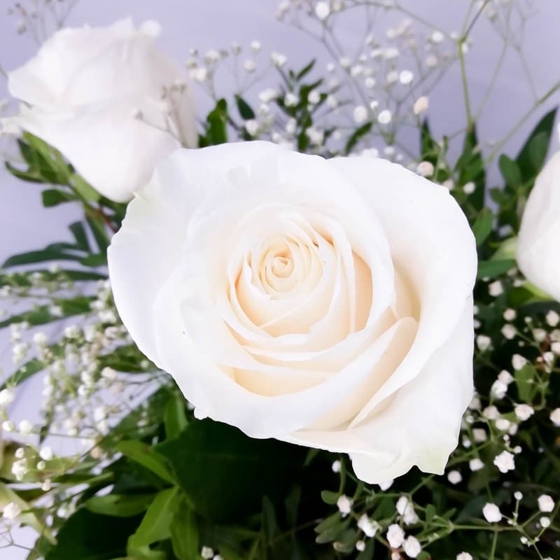 Ramo de 6 Rosas Blancas Niña